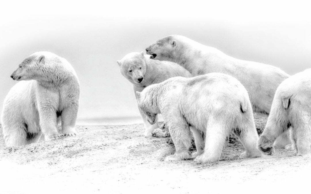 Polar Bears and Denali Backcountry: A Once-in-a-Lifetime Wildlife Encounter
