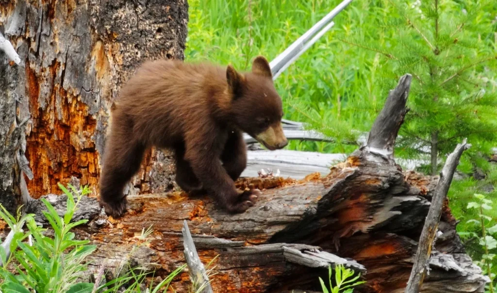 From Grizzlies to Bald Eagles: Unveiling the Best Wildlife Hotspots in America