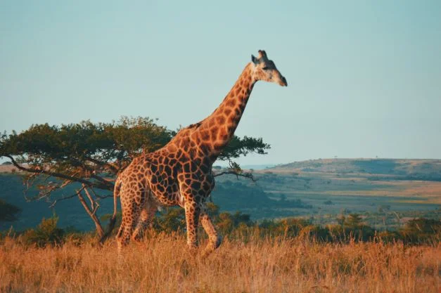 Tips for organizing a Safari in South Africa
