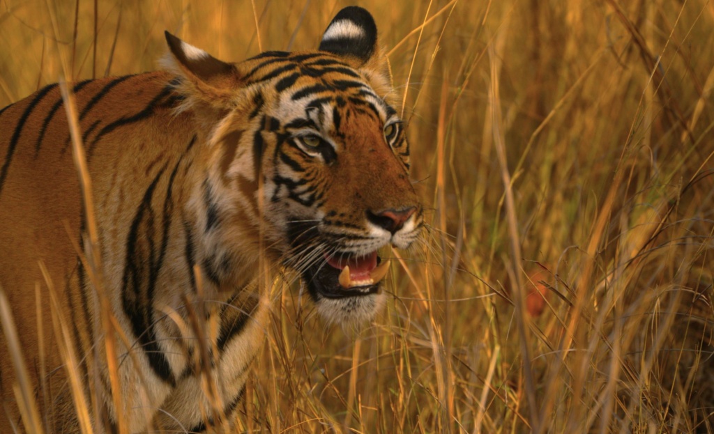 Tracking tigers in India is an incredible affordable activity that should not be missed.