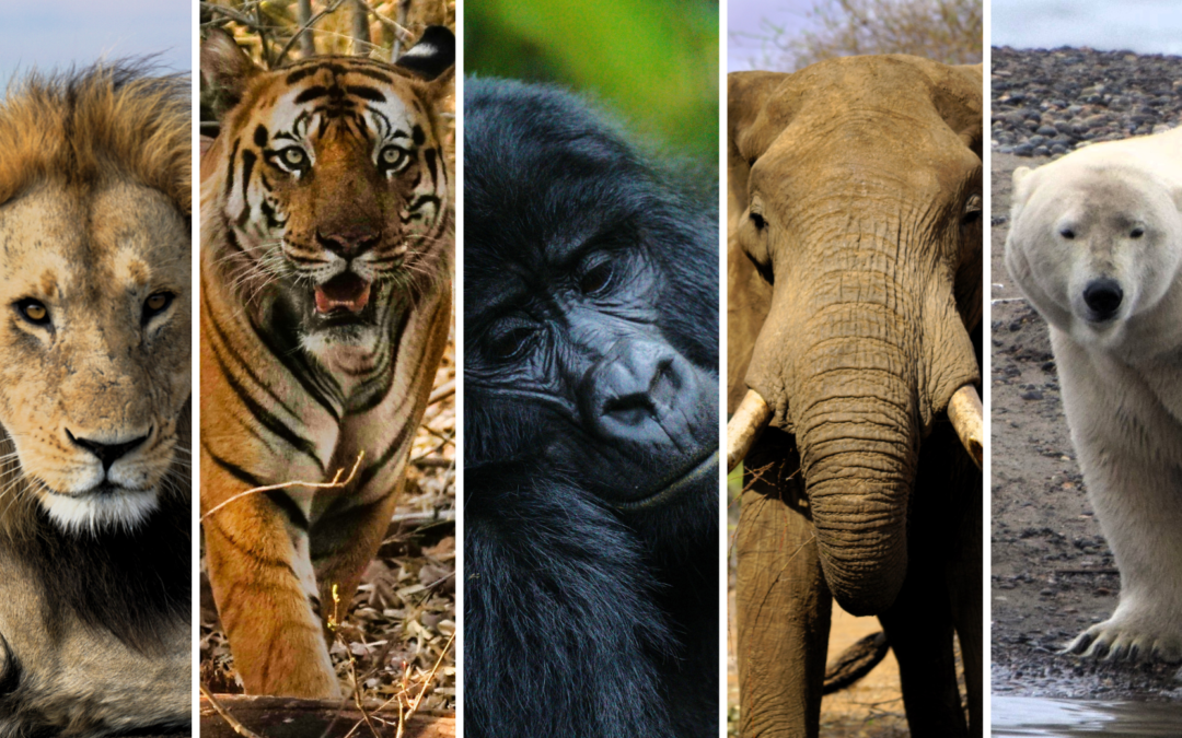 The New Big 5: Unveiling the Majestic Animals Reshaping Wildlife Conservation