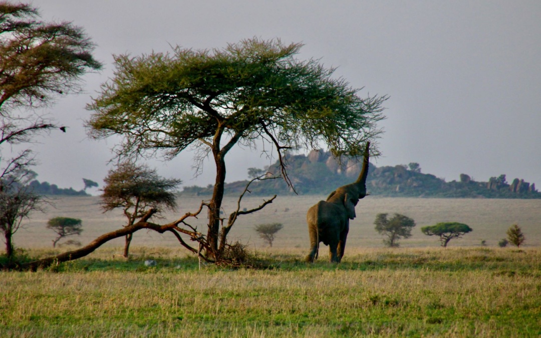 Exploring the Treasures of Tanzania: Unforgettable Adventures Await