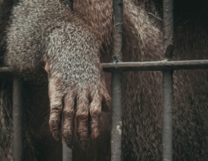 The unethical nature of zoos