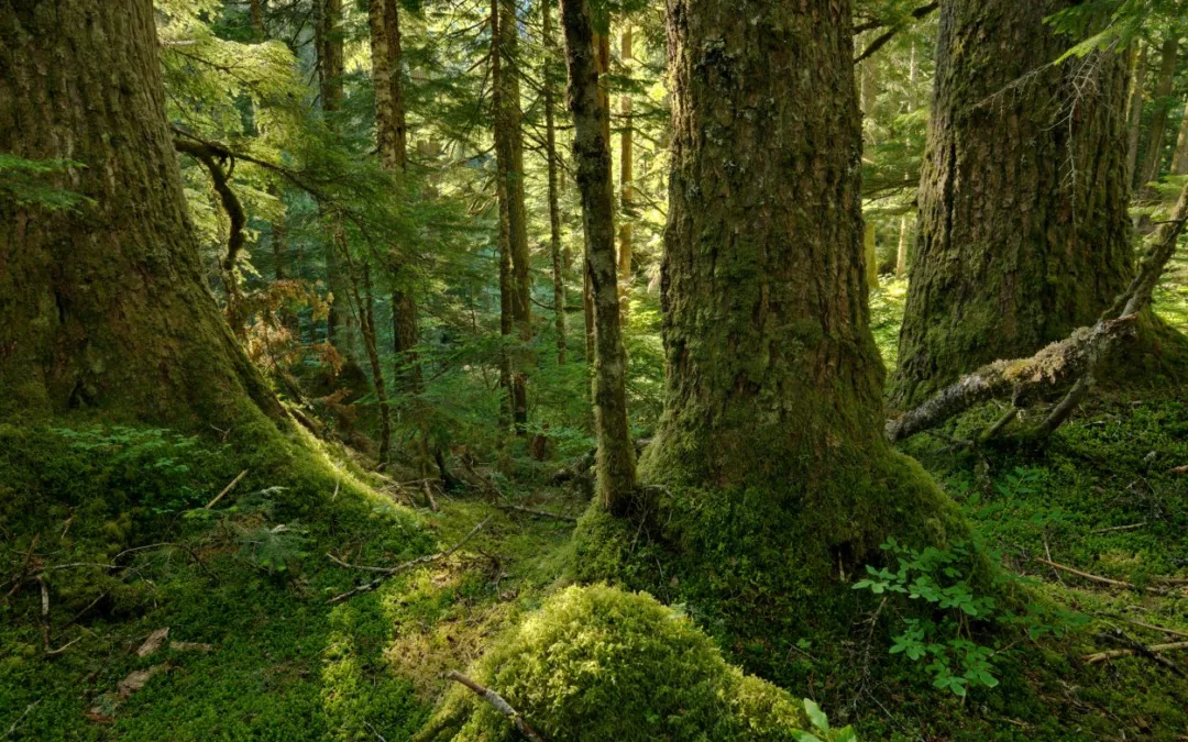 Preserving the Past: Discovering the Ancient Forests of the United States