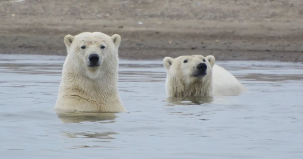 Unforgettable Encounters: The Best Places to See Polar Bears in the Wild