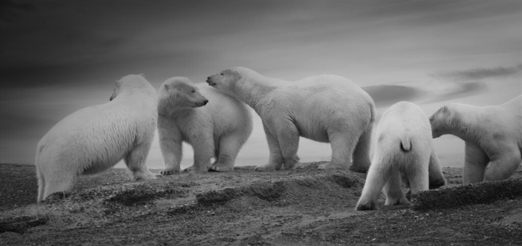 Kaktovik: A Hidden Gem for Polar Bear Enthusiasts